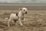 BOULEDOGUE AMERICAIN 139